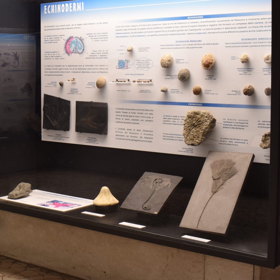 CIVICO MUSEO DI SCIENZE NATURALI